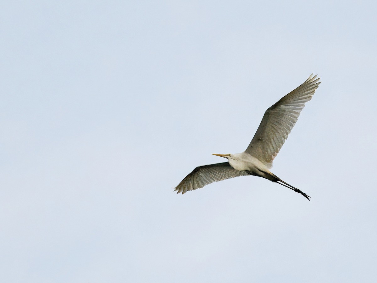 Great Egret - ML619758840