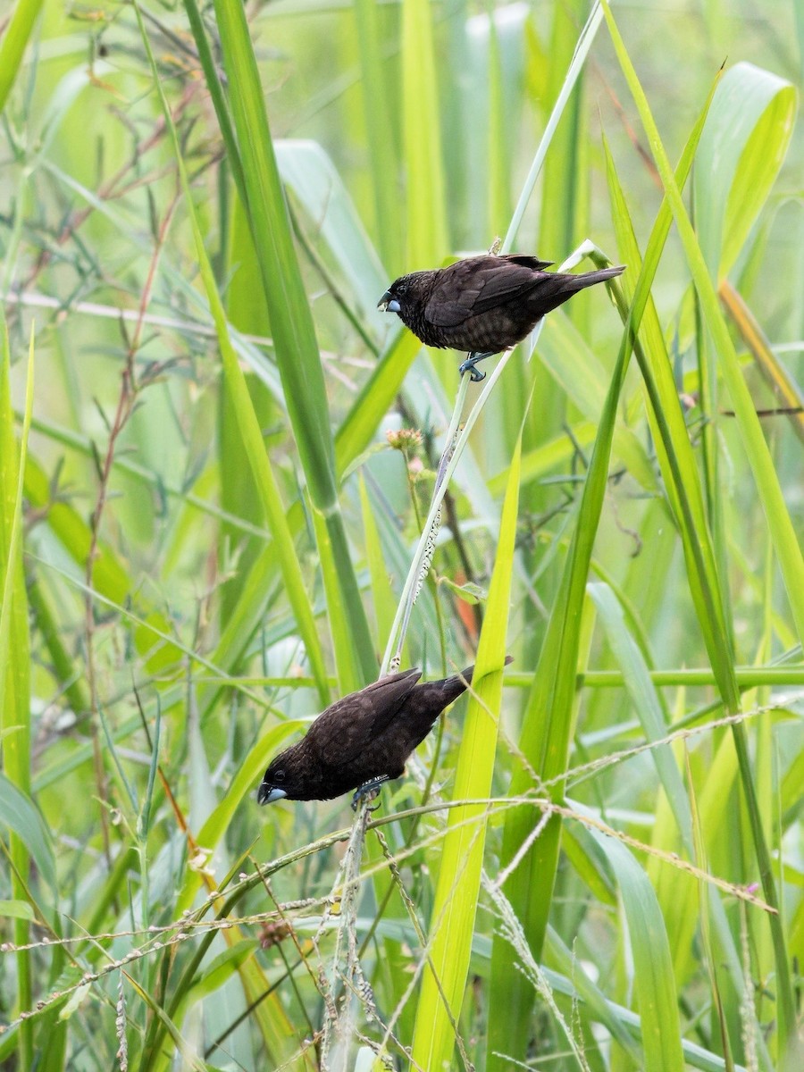 Dusky Munia - ML619758842