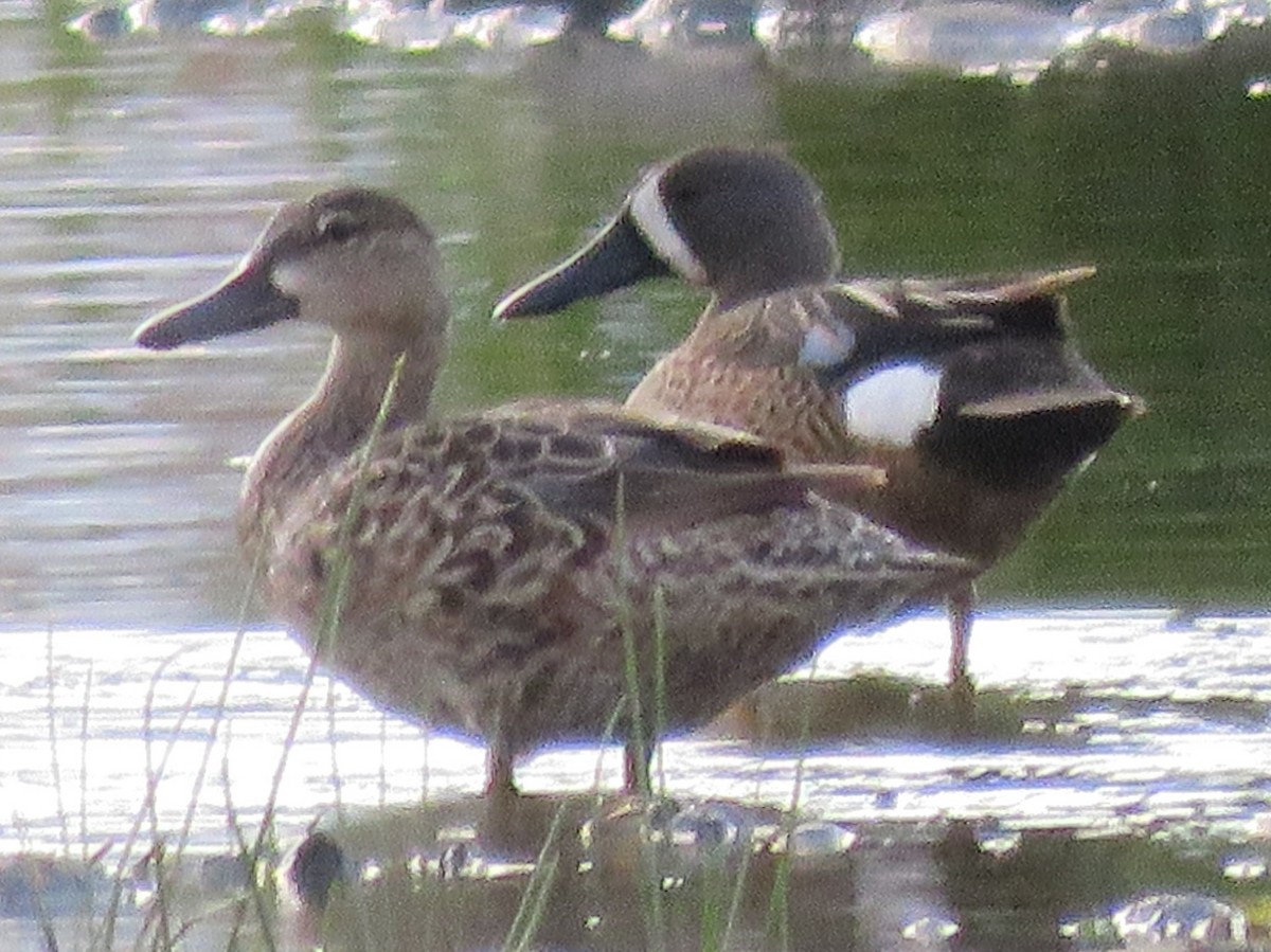 Blue-winged Teal - ML619758876