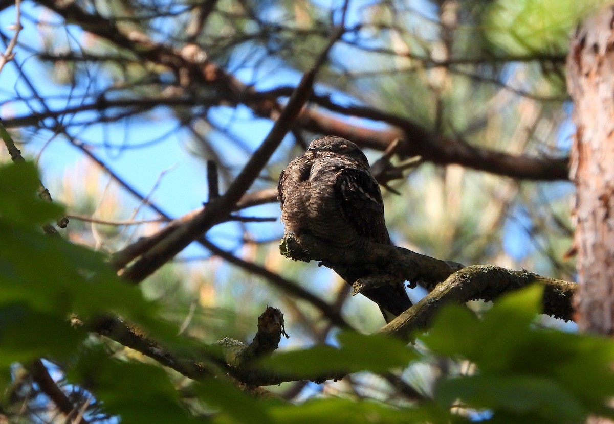 Eurasian Nightjar - ML619758899