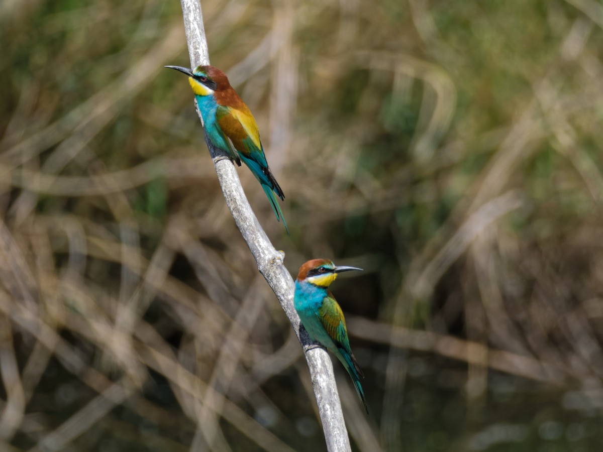 European Bee-eater - ML619758919