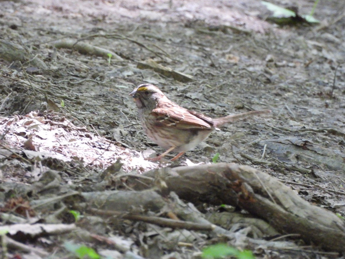 White-throated Sparrow - ML619758920