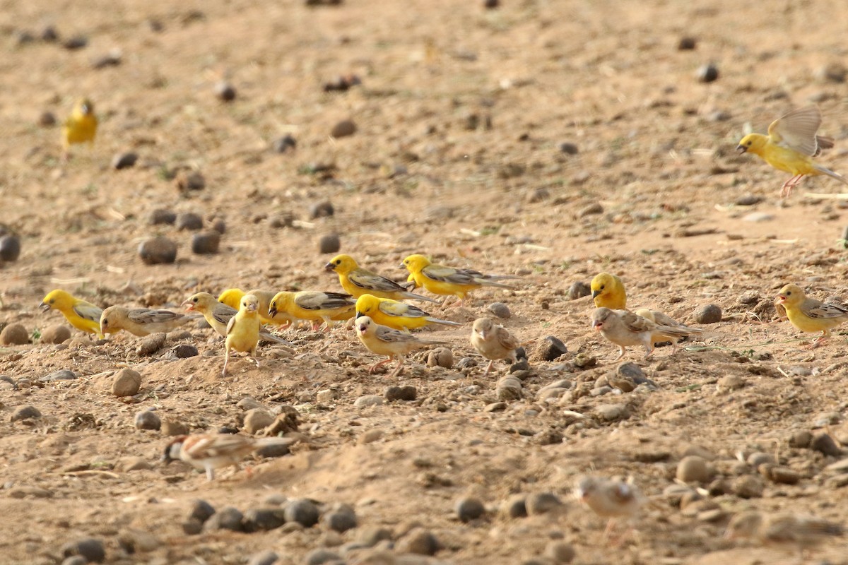 Arabian Golden Sparrow - ML619758950