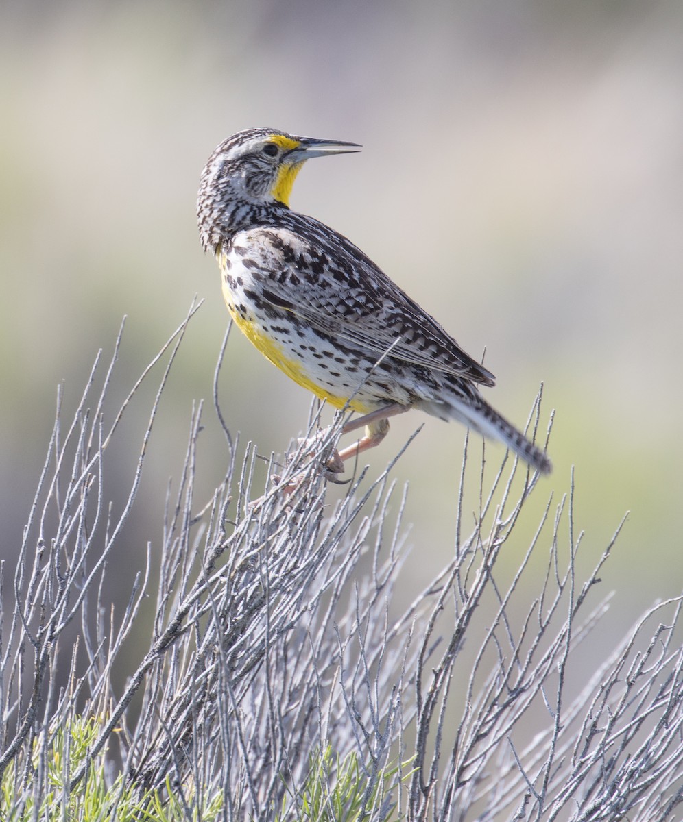 Western Meadowlark - ML619758954