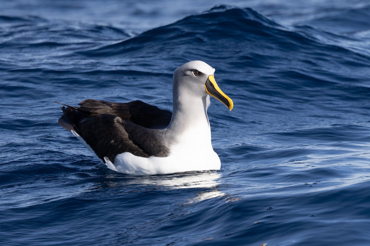 Buller's Albatross - ML619758978