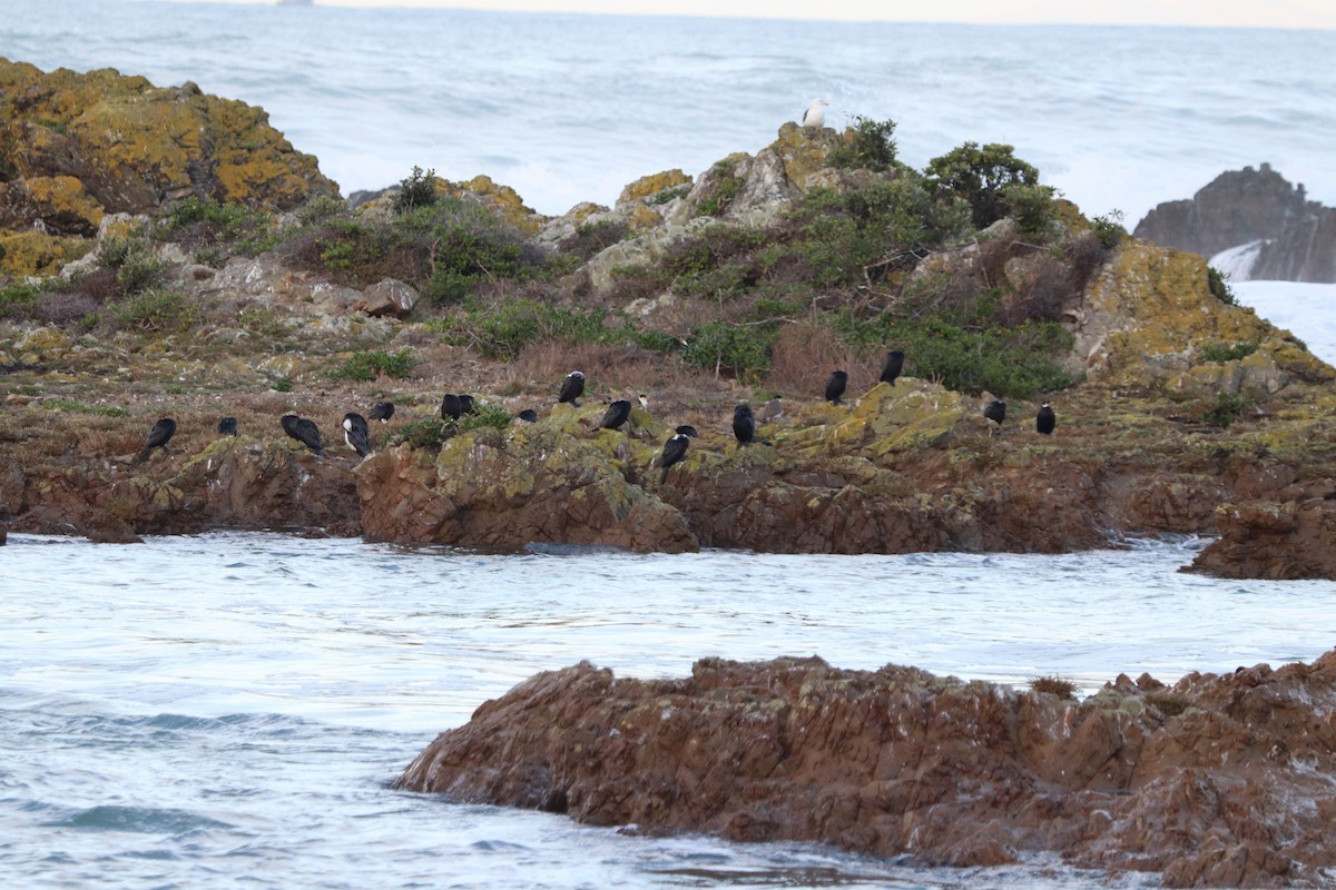 Little Pied Cormorant - ML619759012