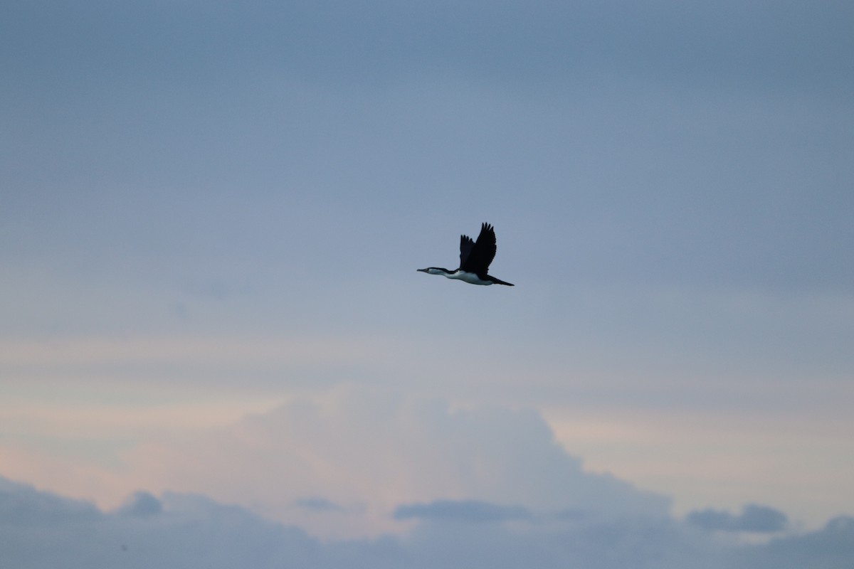 Pied Cormorant - Michael Szabo