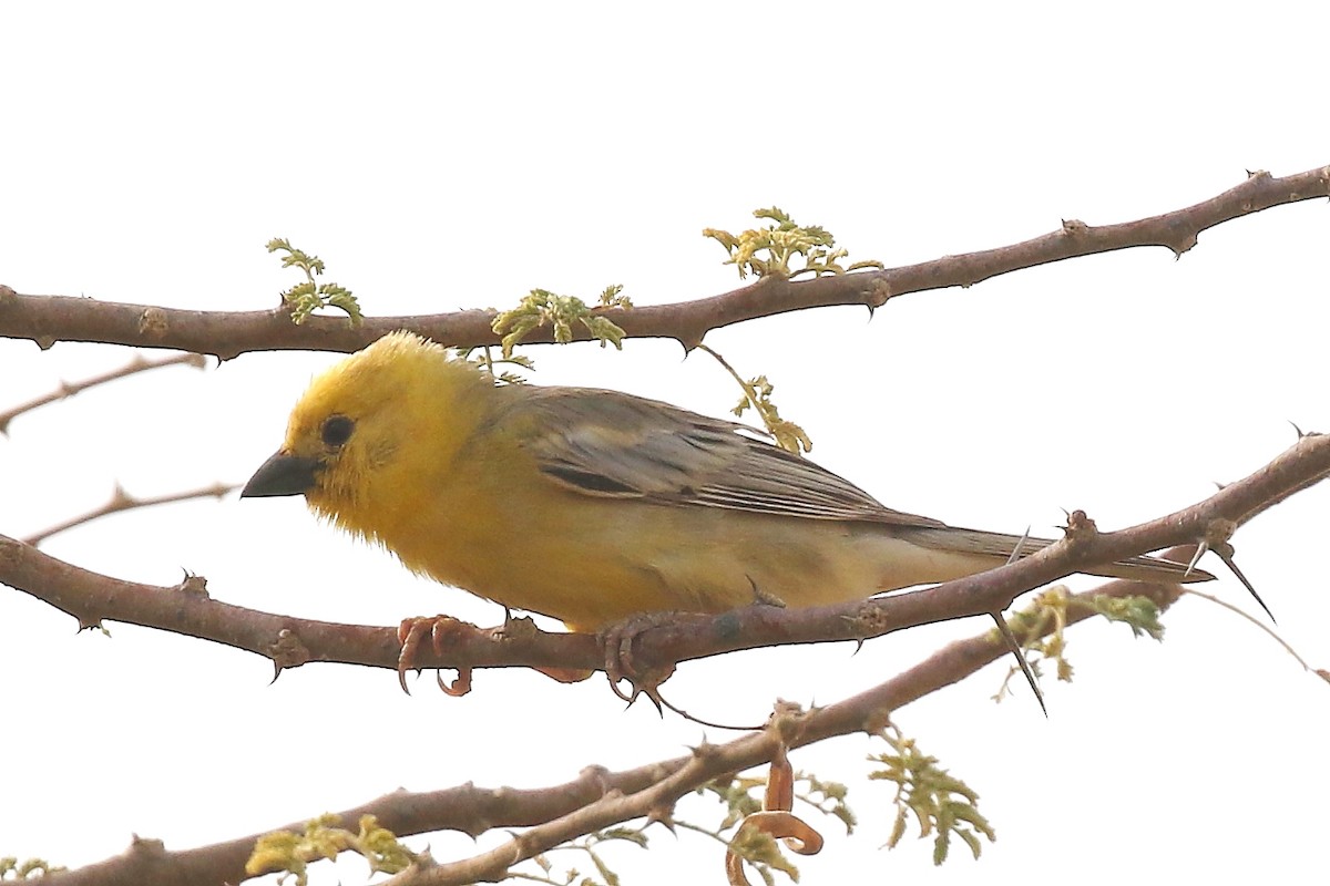 Arabian Golden Sparrow - ML619759019