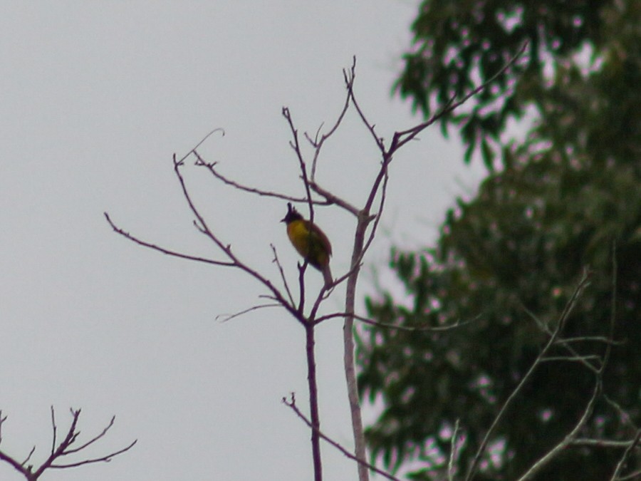 Black-crested Bulbul - ML619759024