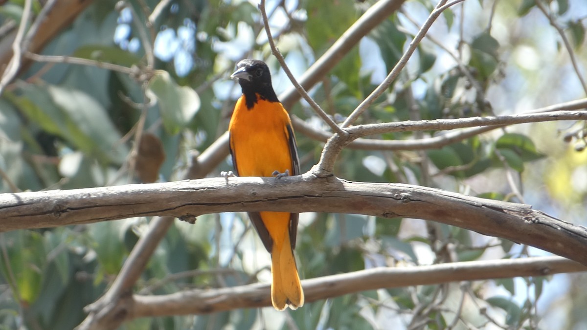 Oriole de Baltimore - ML619759033