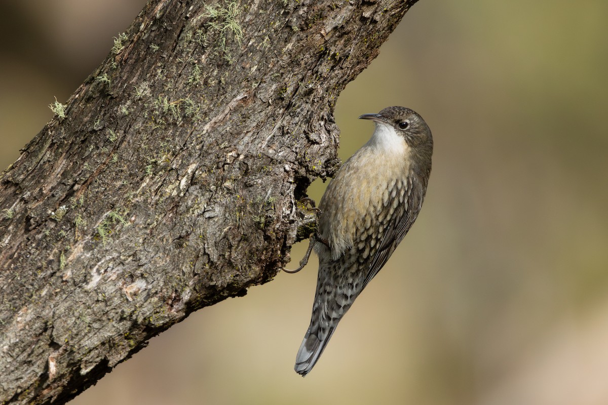 White-throated Treecreeper - ML619759056