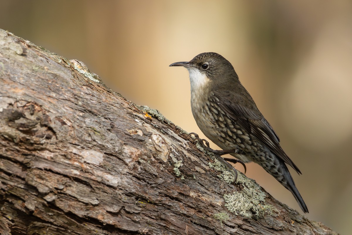 White-throated Treecreeper - ML619759057