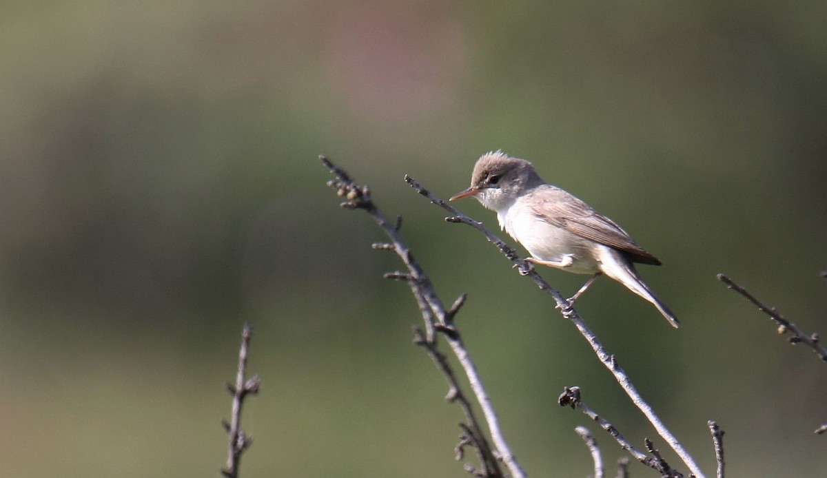 Upcher's Warbler - ML619759063