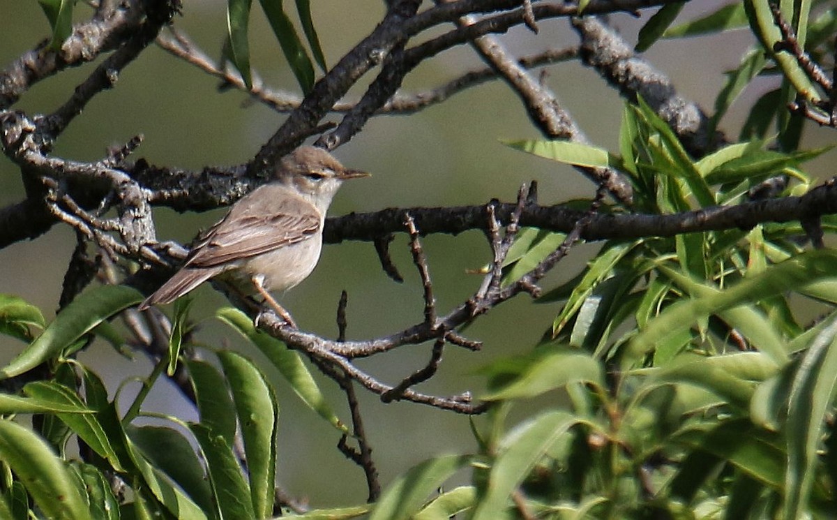 Upcher's Warbler - ML619759064