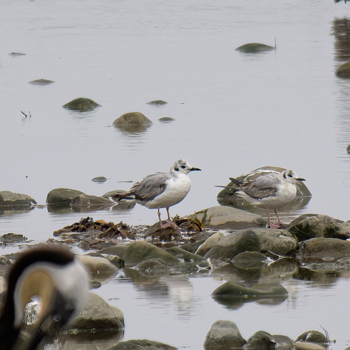 Mouette de Bonaparte - ML619759066