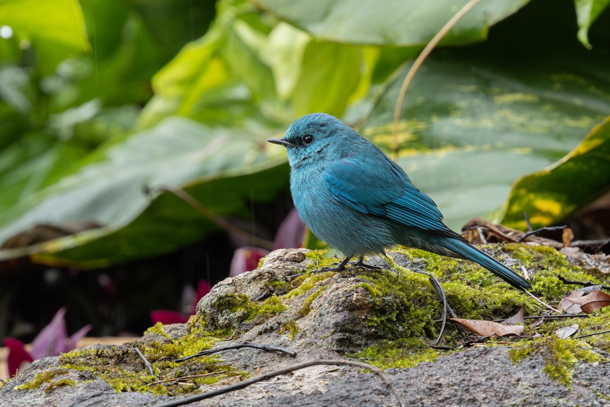 Verditer Flycatcher - ML619759096