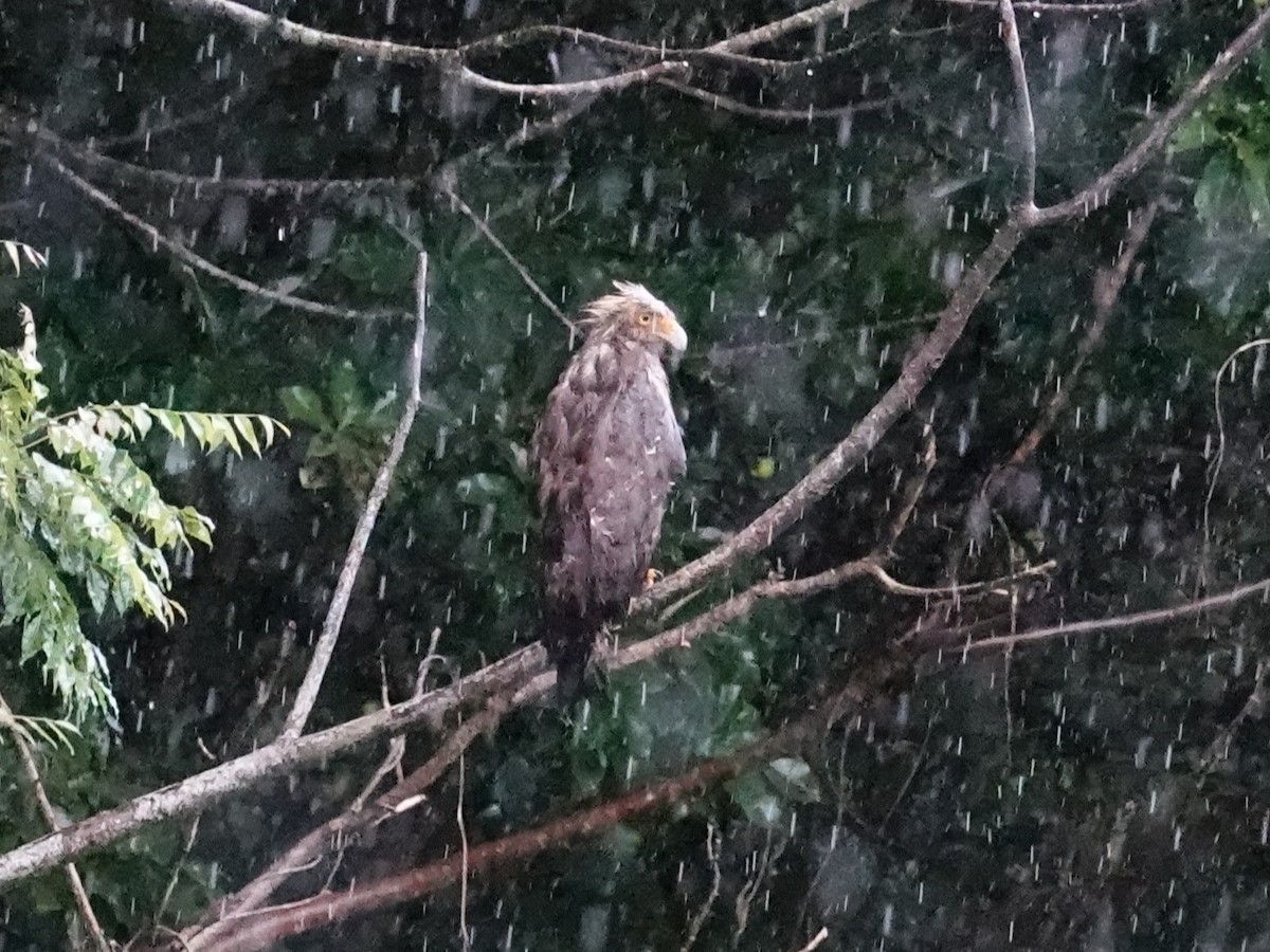 Crested Serpent-Eagle (Ryukyu) - ML619759107