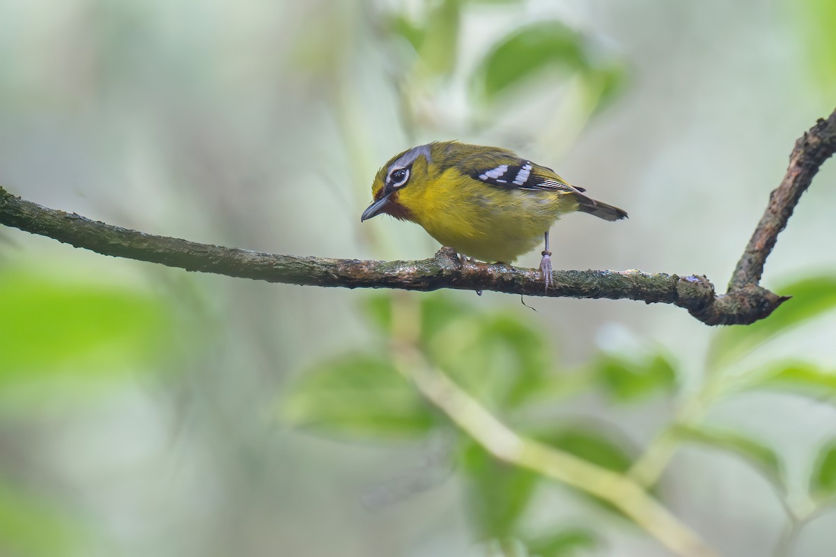 Trilling Shrike-Babbler - Heyn de Kock