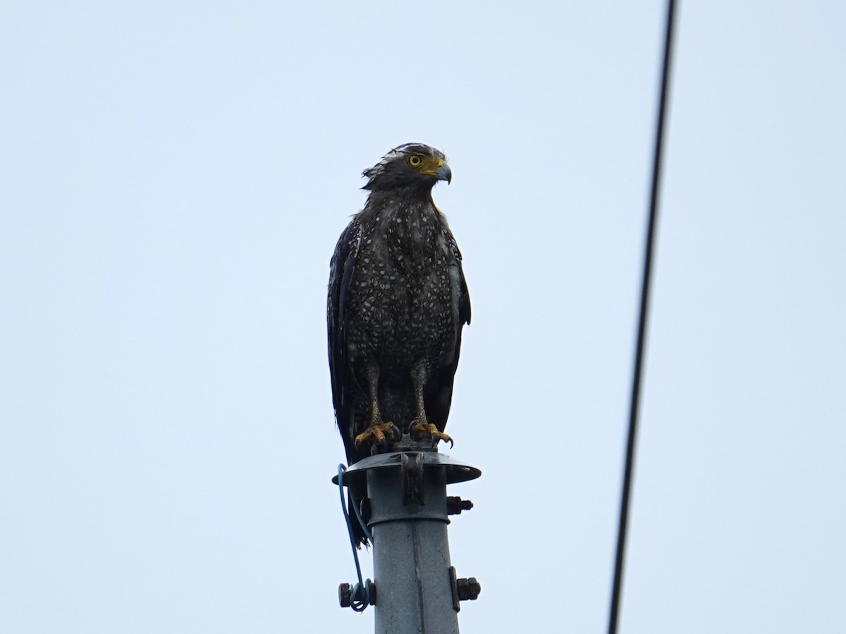 Crested Serpent-Eagle (Ryukyu) - ML619759117