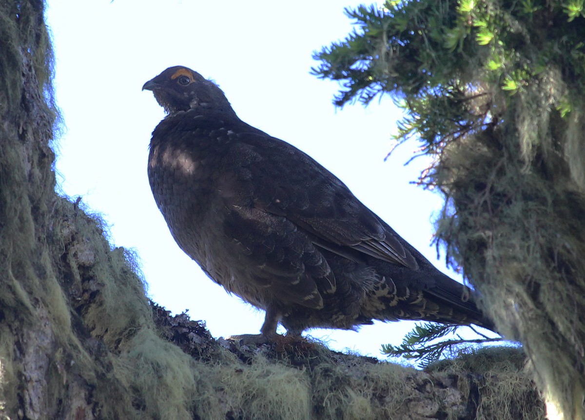 Sooty Grouse - ML619759129