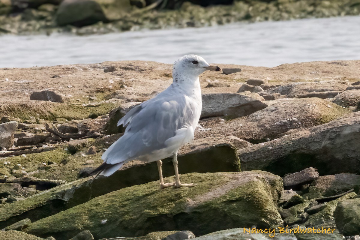 Ring-billed Gull - ML619759130