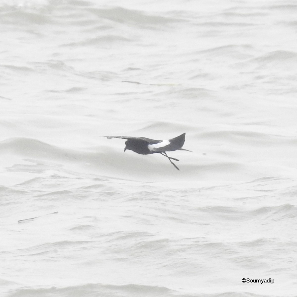 Wilson's Storm-Petrel - ML619759138