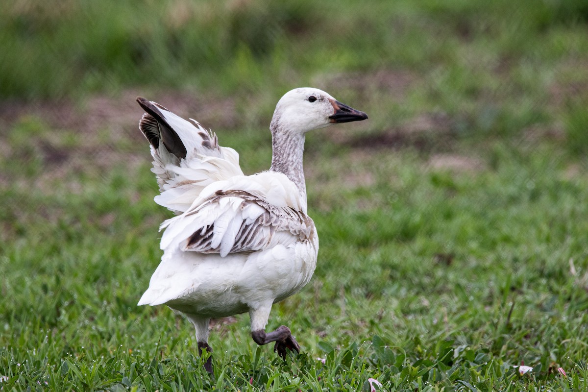 Snow Goose - ML619759142