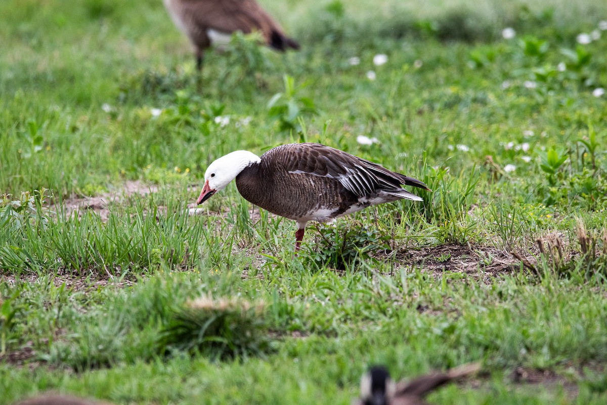 Snow Goose - ML619759143