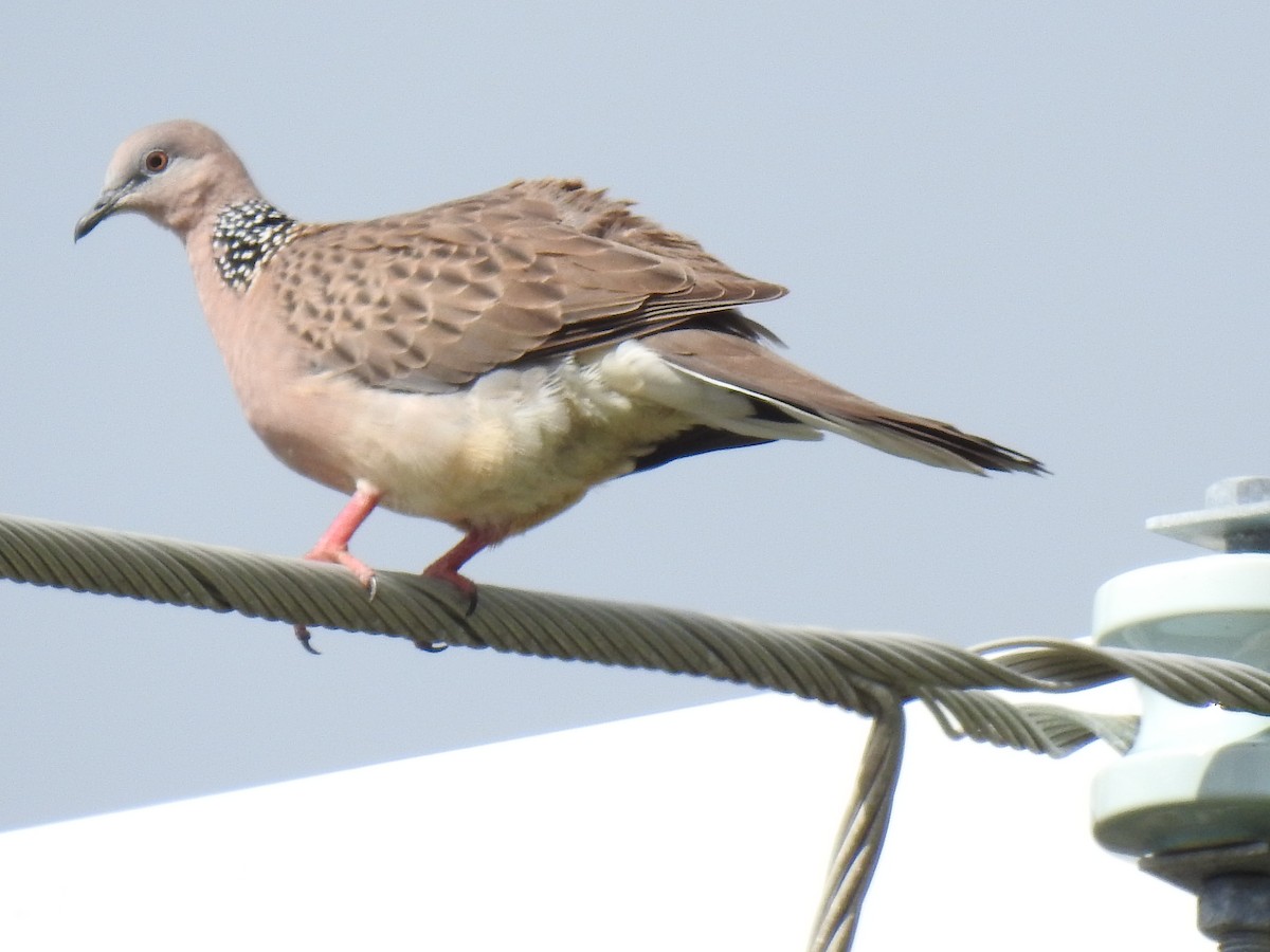 Spotted Dove - ML619759167