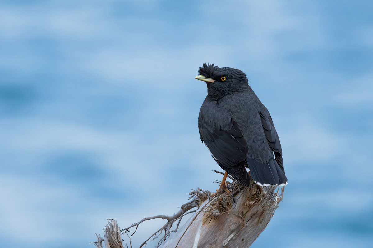 Crested Myna - ML619759212