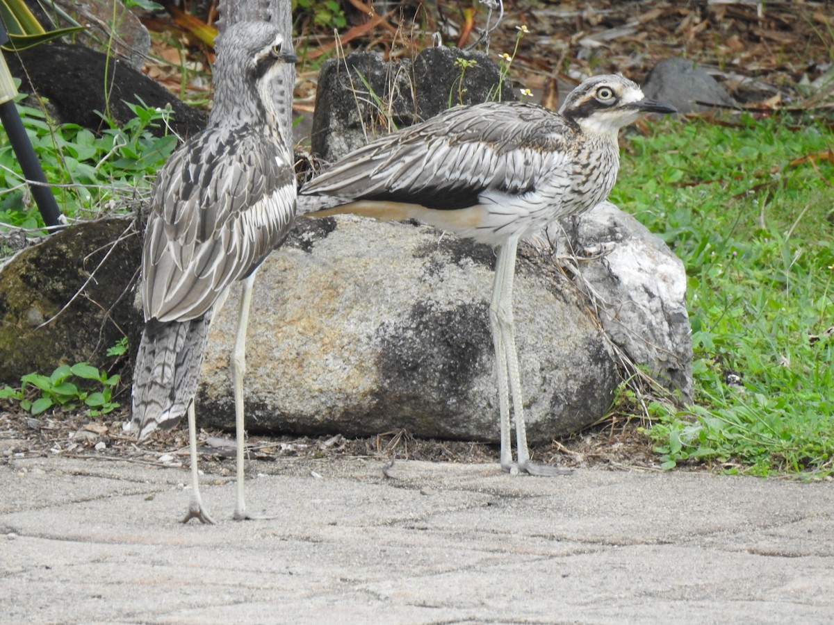 Bush Thick-knee - ML619759240