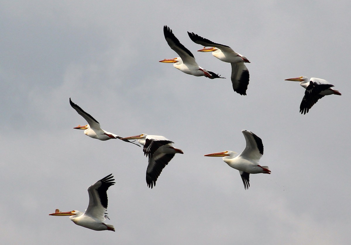 American White Pelican - ML619759250