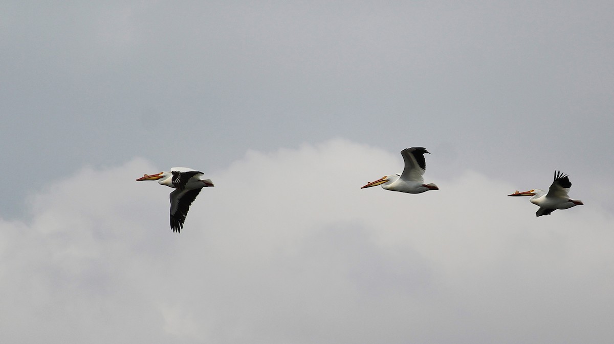 American White Pelican - Ann Nightingale