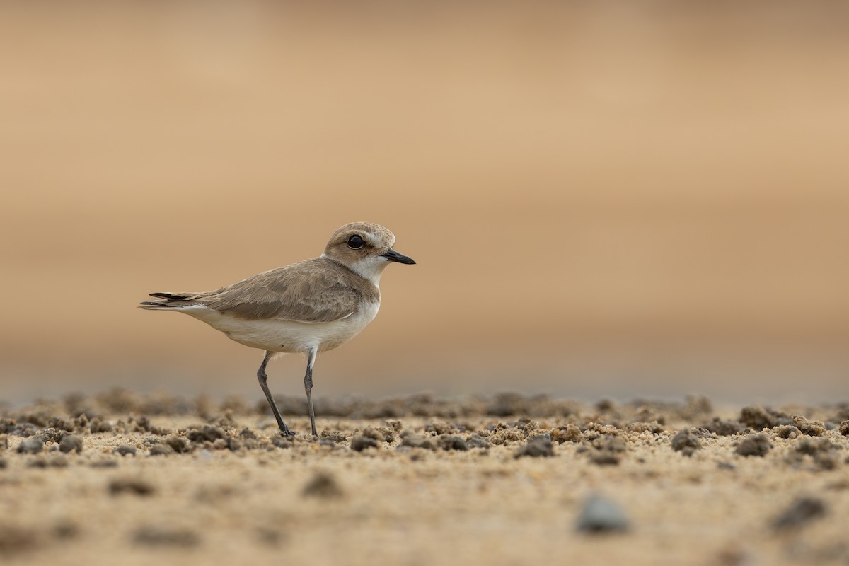 Kentish Plover - ML619759275