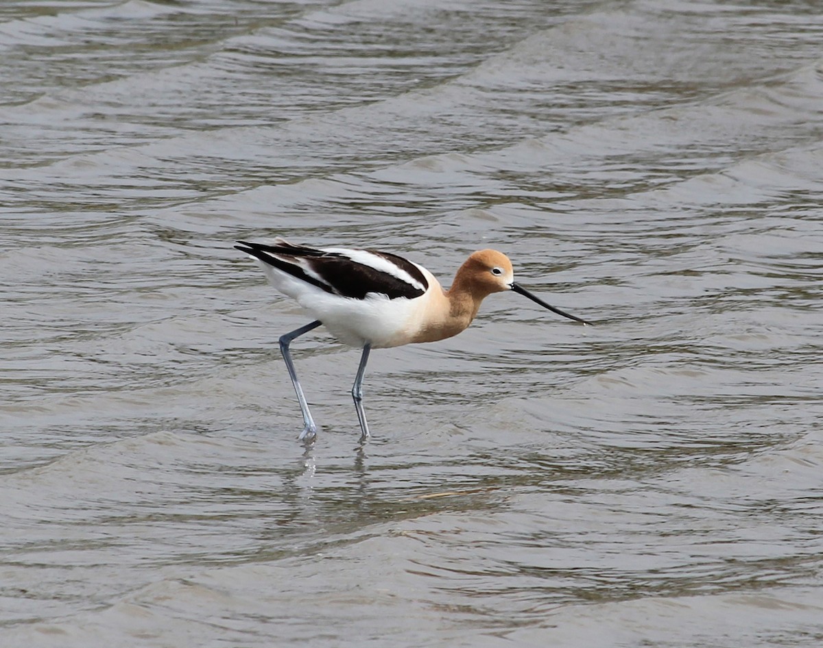 Avocette d'Amérique - ML619759281