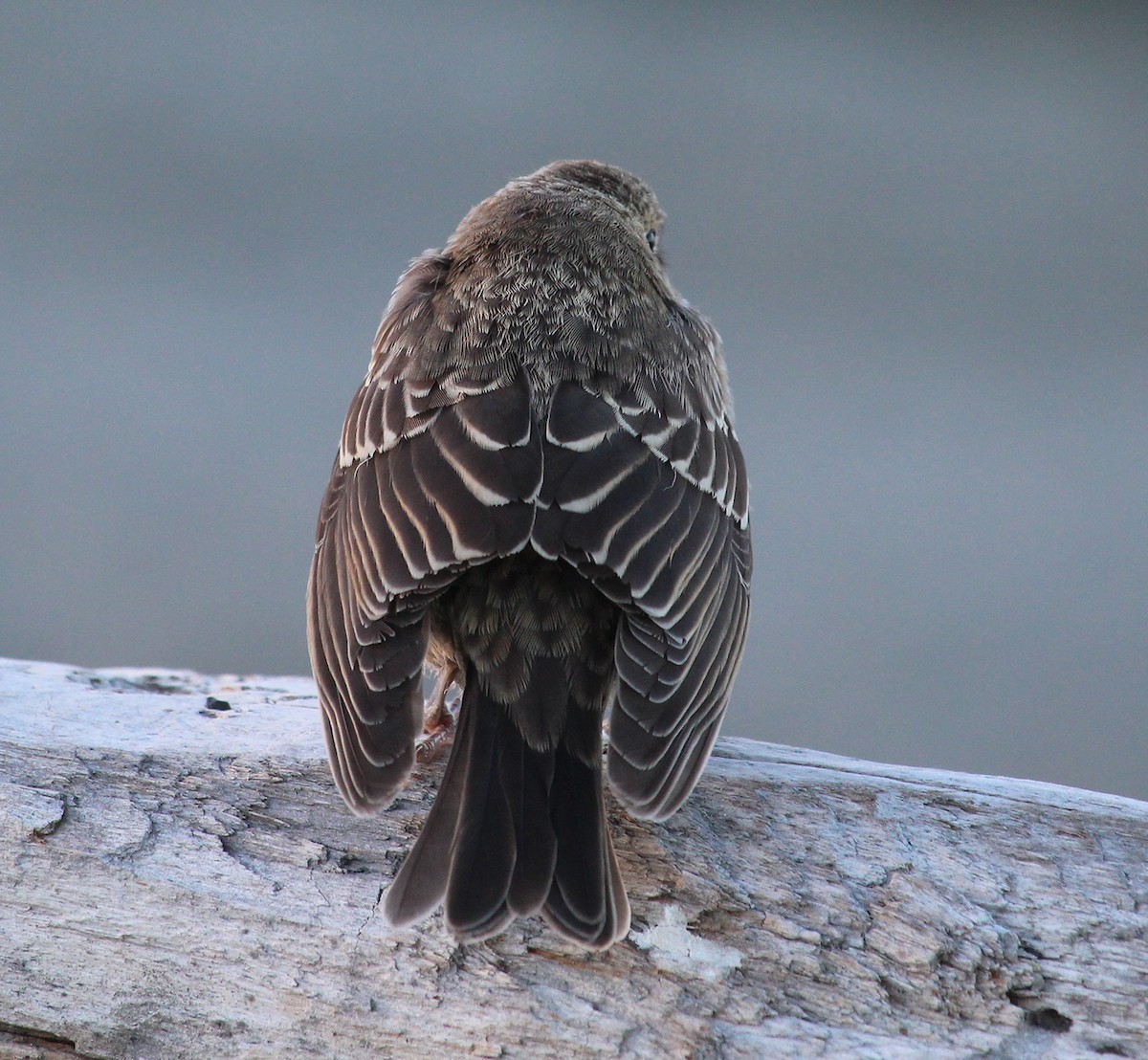 Brown-headed Cowbird - ML619759307