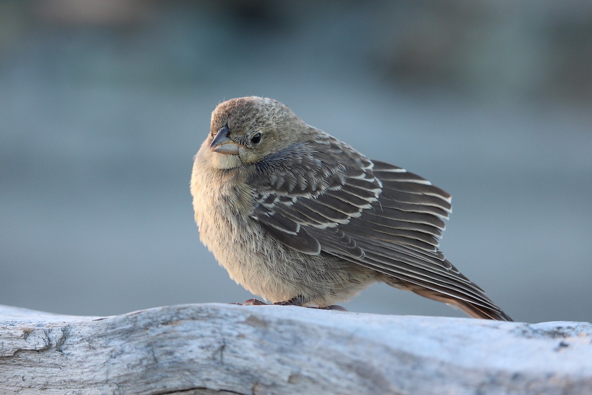 Brown-headed Cowbird - ML619759308