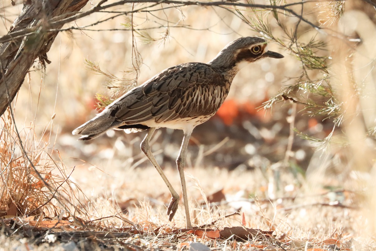 Bush Thick-knee - ML619759329