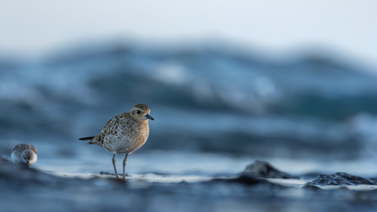 Pacific Golden-Plover - ML619759342