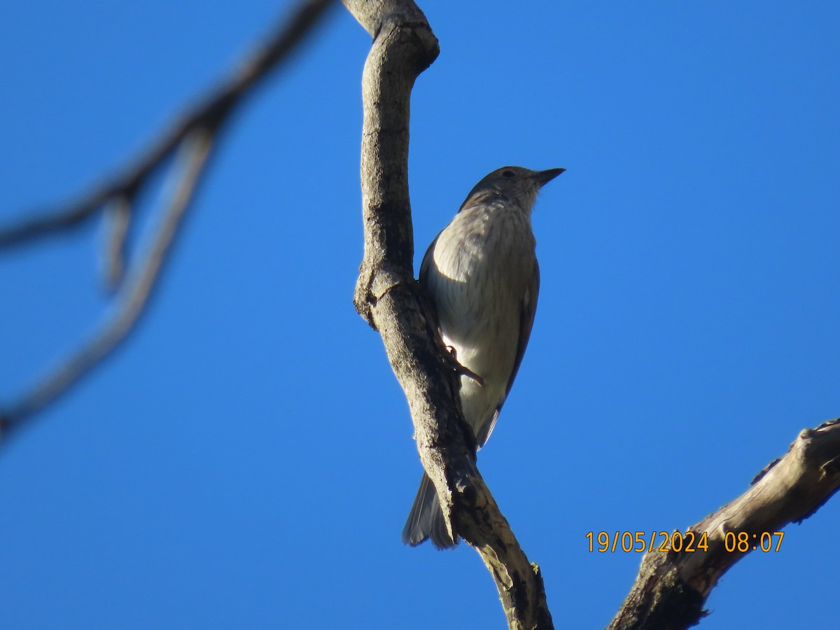 Gray Shrikethrush - ML619759348