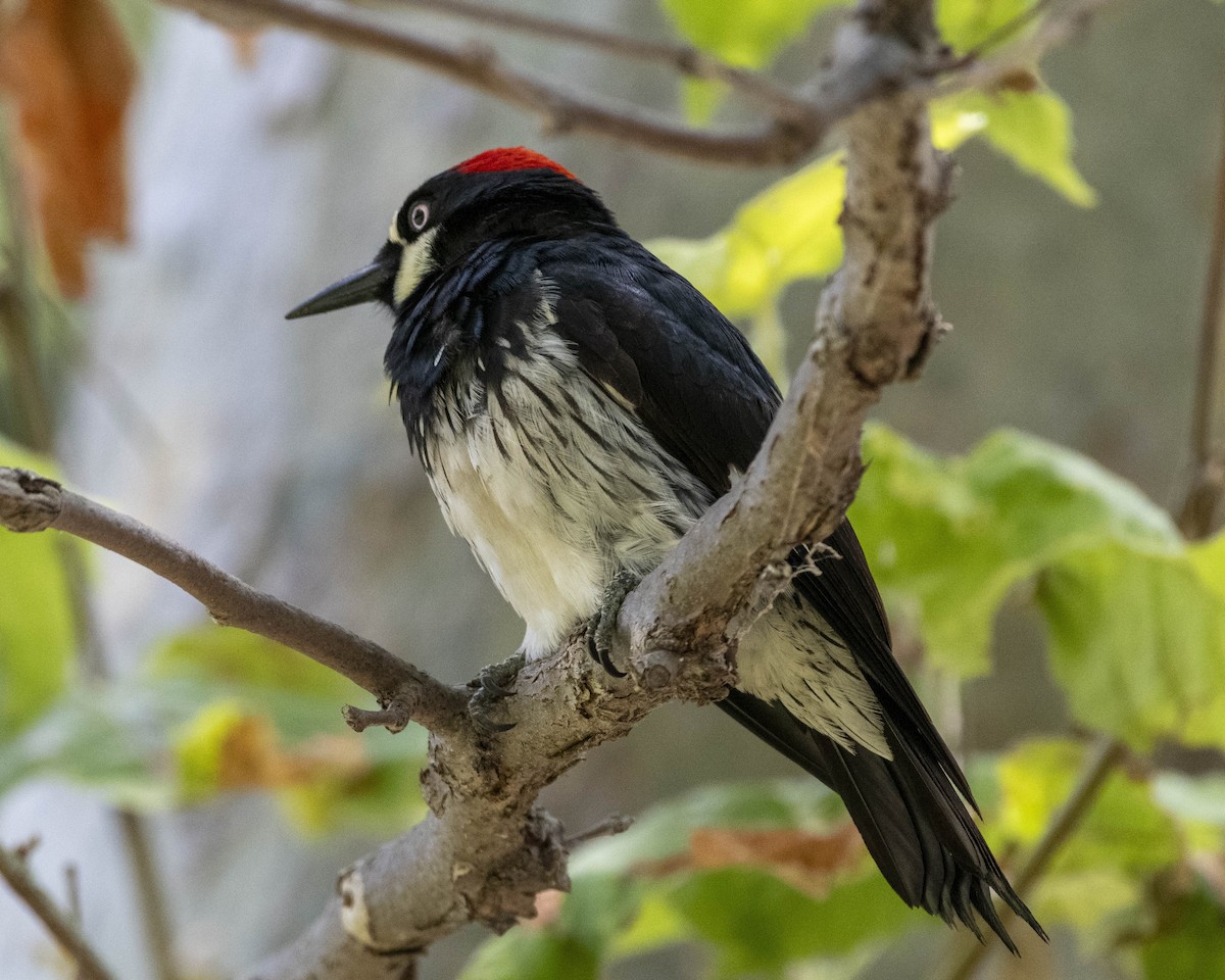 Acorn Woodpecker - ML619759358