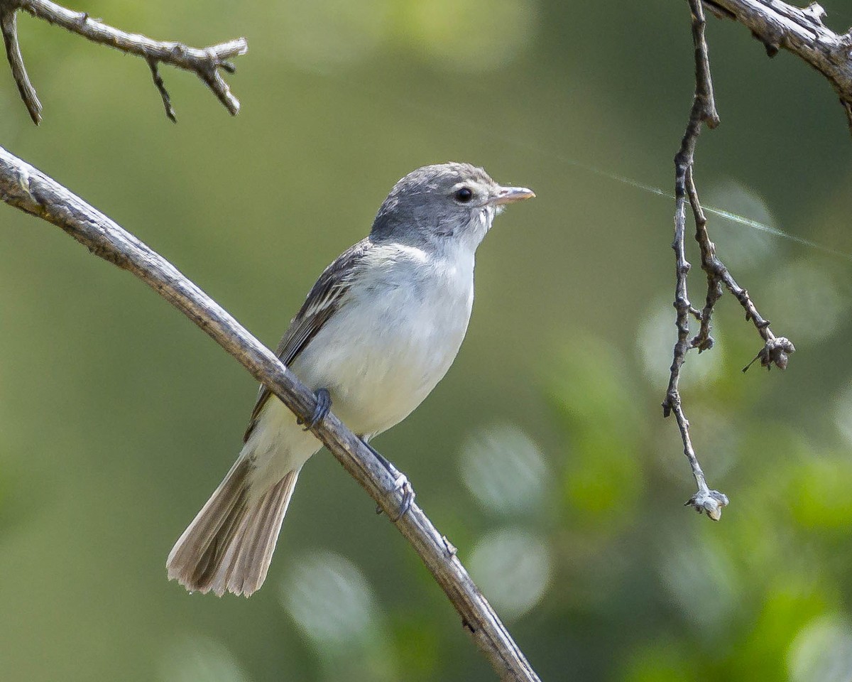 Bell's Vireo - ML619759379