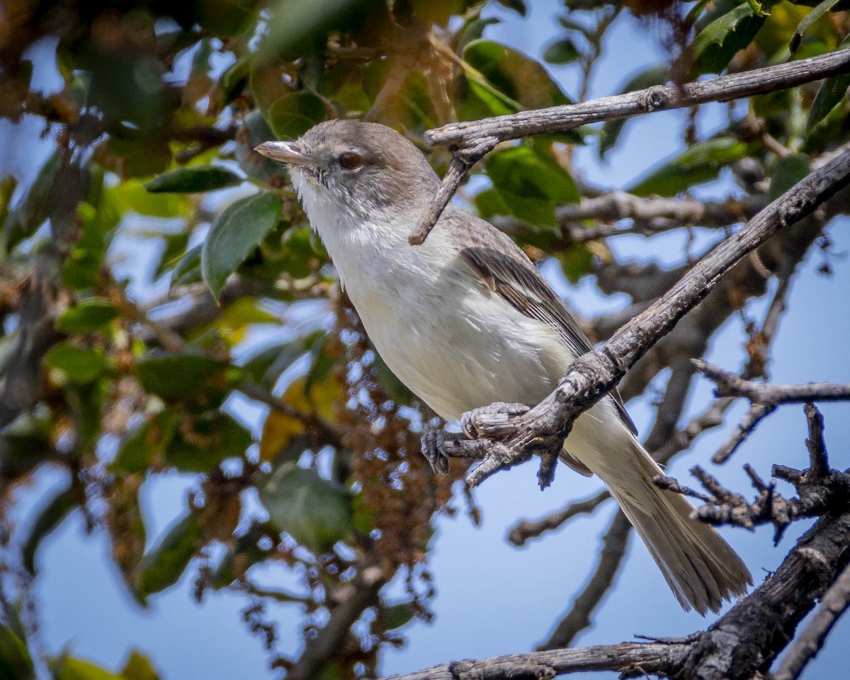 Bell's Vireo - ML619759381