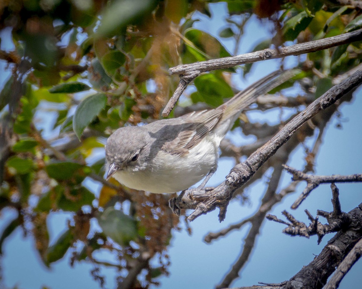 Vireo de Bell - ML619759382