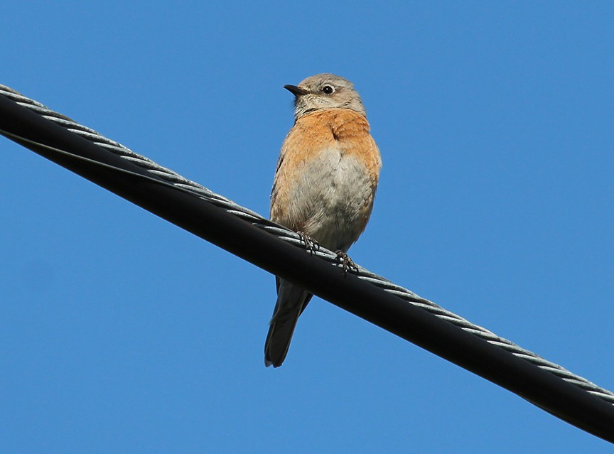 Western Bluebird - ML619759385