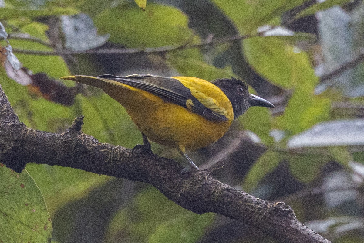 Black-hooded Oriole - ML619759399