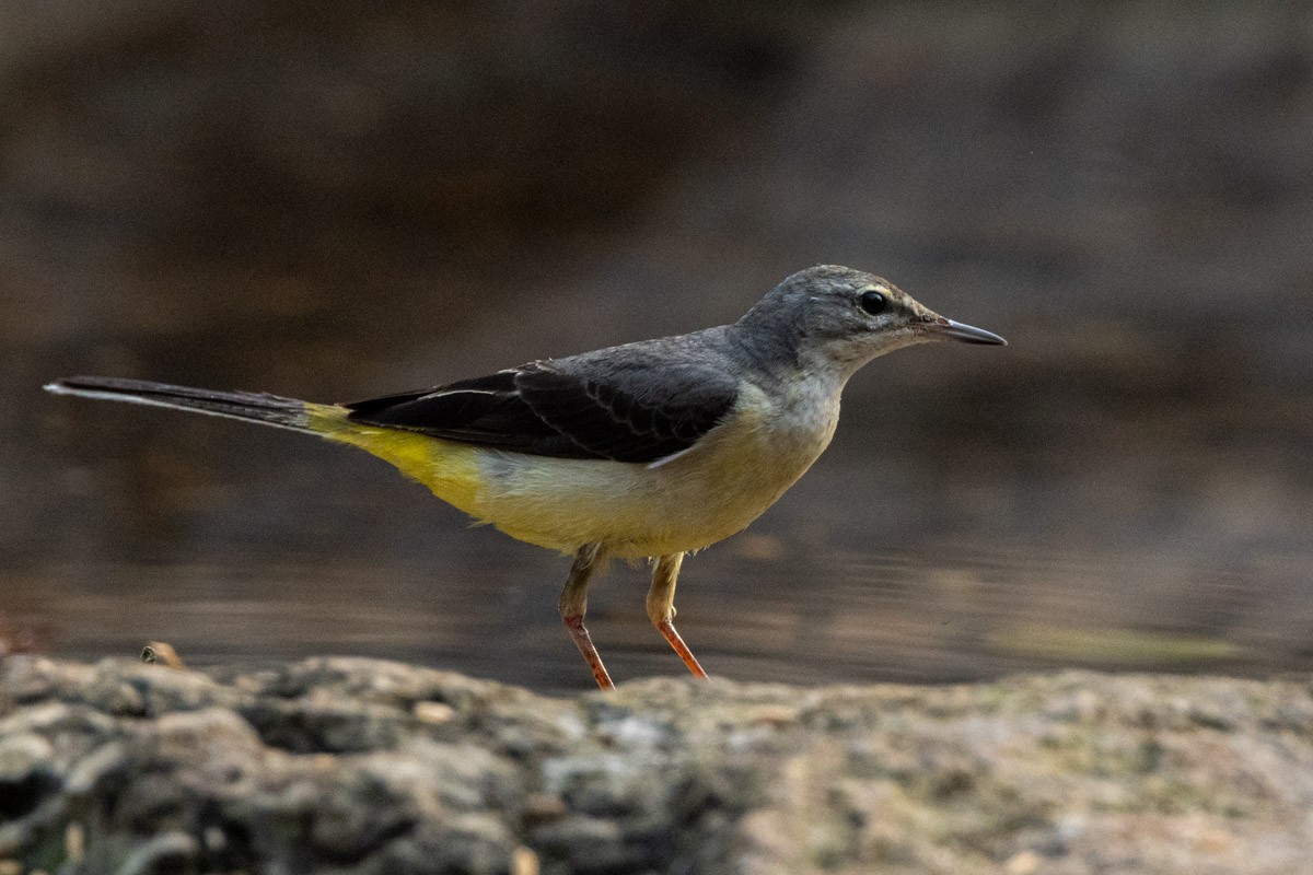 Gray Wagtail - ML619759403