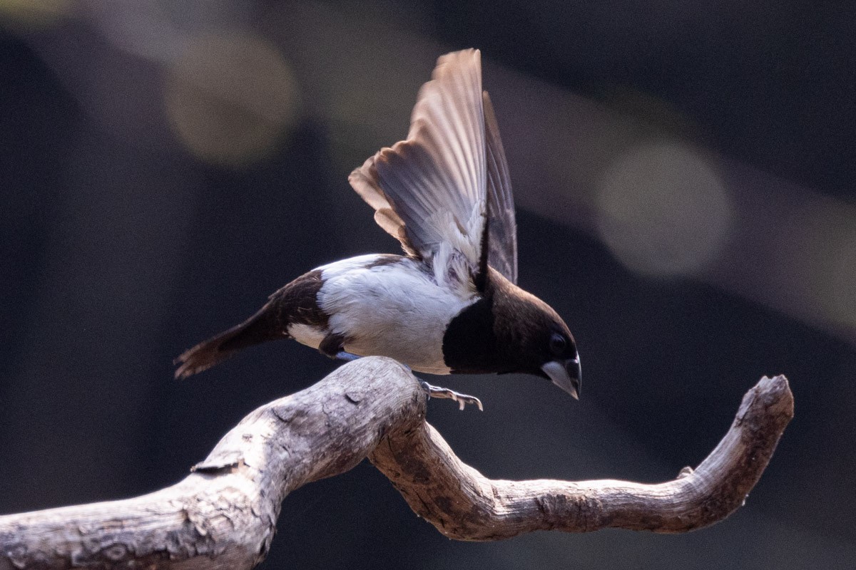 White-rumped Munia - ML619759410