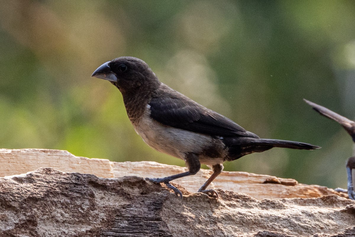 White-rumped Munia - ML619759411