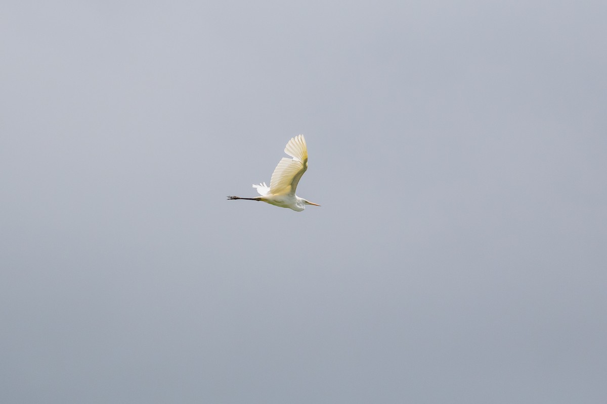 Great Egret - ML619759417